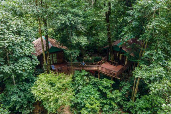 Our Jungle House, Treehouse